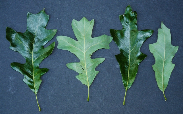 {Quercus lyrata}